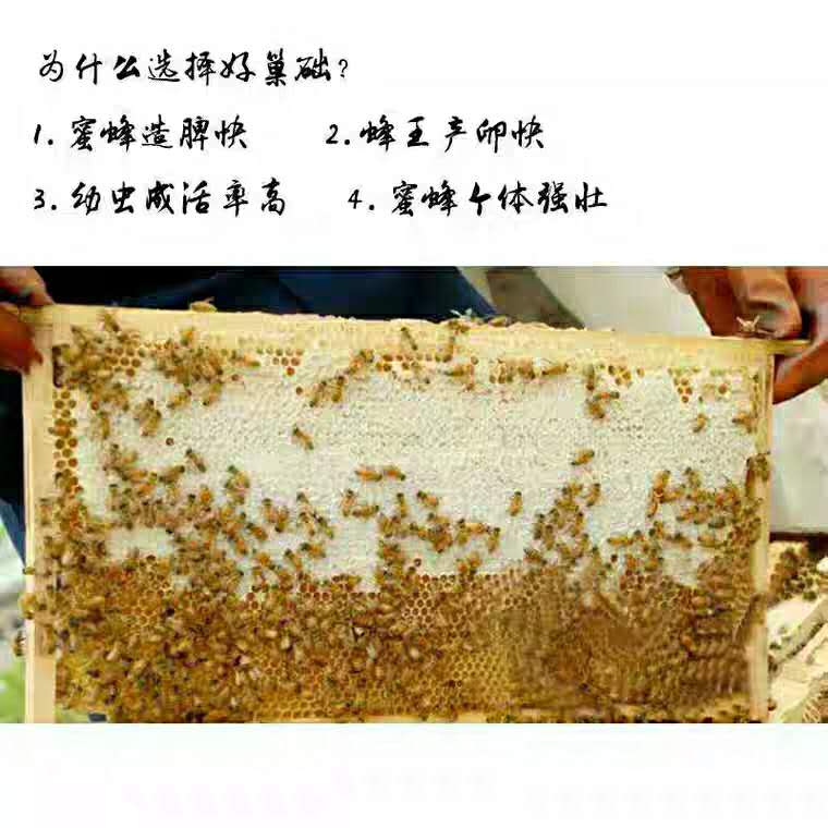成品巢框装好巢础带巢框一体10个装中蜂巢脾蜜蜂巢础巢框蜂箱