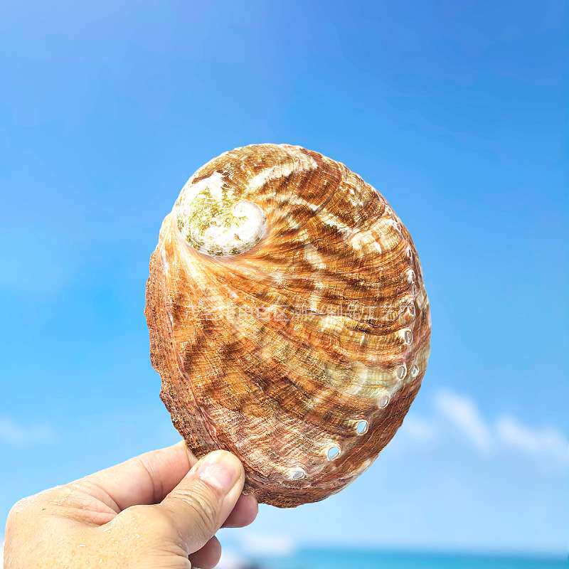 天然海螺贝壳 澳洲红鲍鱼壳 鼠尾草放置容器居家装饰
