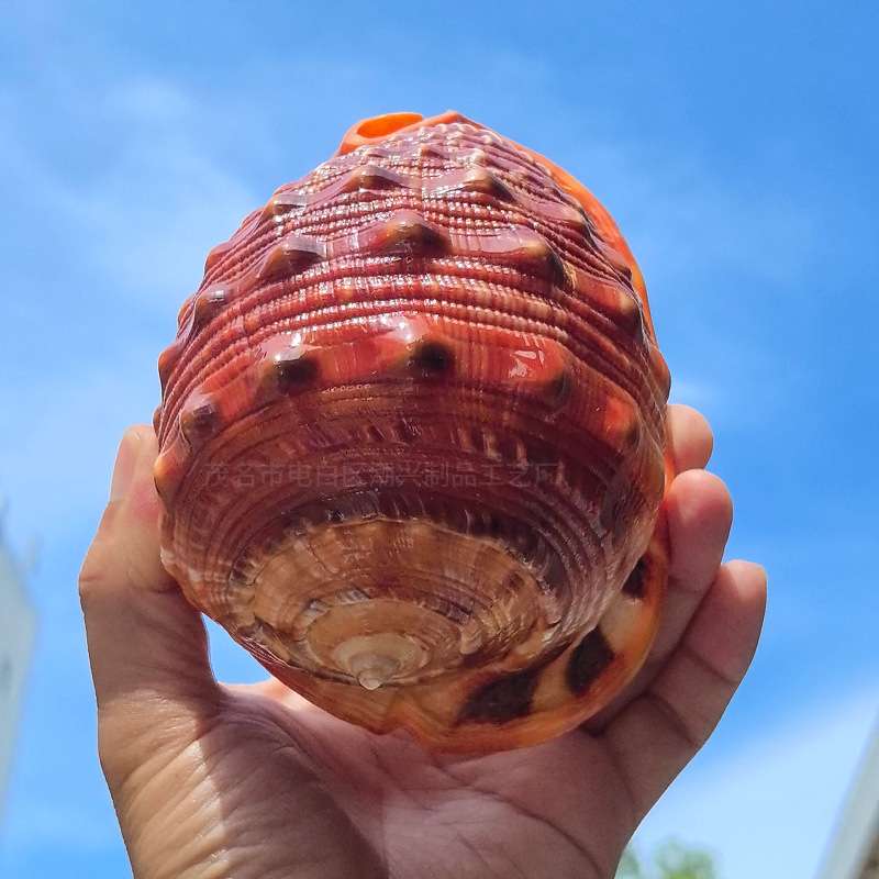 万宝螺天然超大海螺贝壳四大名螺鱼缸造景水族装饰品珊瑚水族箱