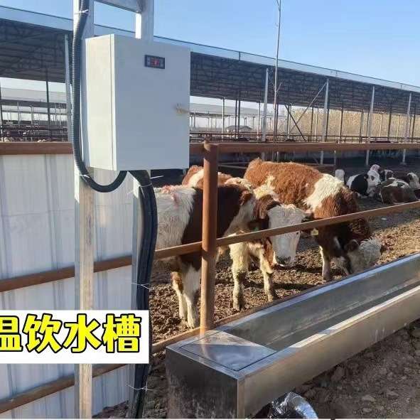 牛羊恒温水槽不锈钢电加热恒温饮水槽自动上水防冻养牛设备恒温水
