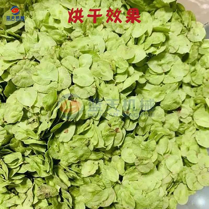 榆钱烘干机 小型电加热榆钱儿榆钱树叶烘干箱 榆实榆子脱水烘干房