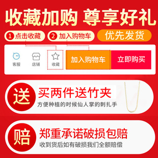 仙人掌仙人球多肉植物原盆原土盆栽肉肉办公室内桌面绿植好养易活