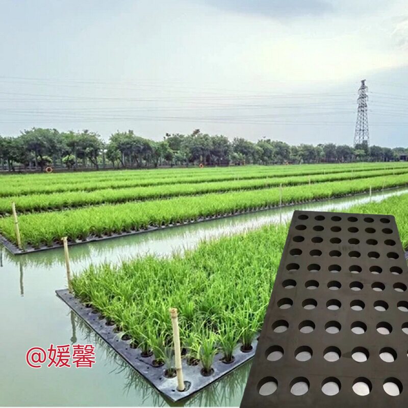 鱼塘水稻种植漂浮板蔬菜稻谷水上种植板浮床 鱼稻共生种植 泡沫板