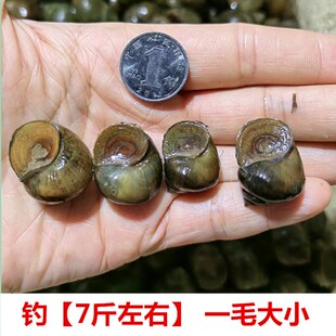 脆螺钓鱼饵料鱼饵黑鲩螺蛳青挂钩薄壳小号田螺钓鱼脆螺青鱼鱼饵螺