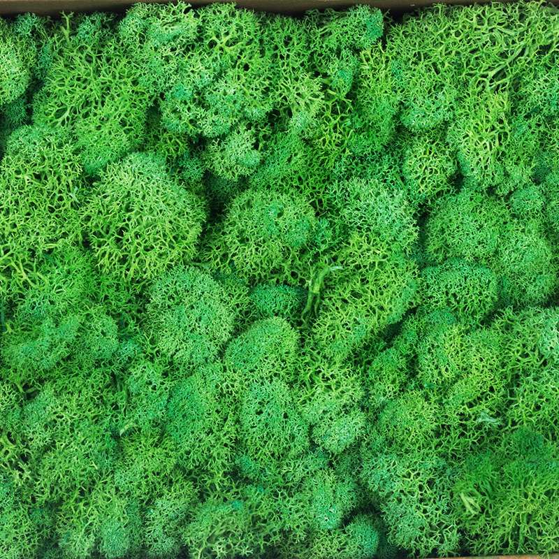 【500克盒装永生苔藓】驯鹿苔藓墙家居装饰材料干花苔藓厂家