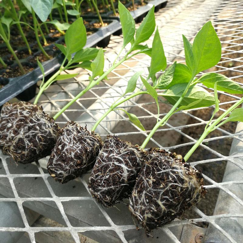 育苗基质50升有机营养土种菜水稻花土辣椒扦插种植蔬菜种花园艺00