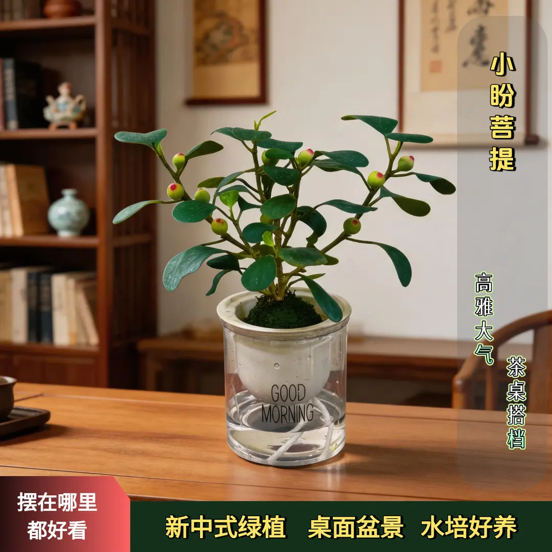【下单立减50】水培【 小盼菩提盆栽】精品禅意植物室内绿植HX