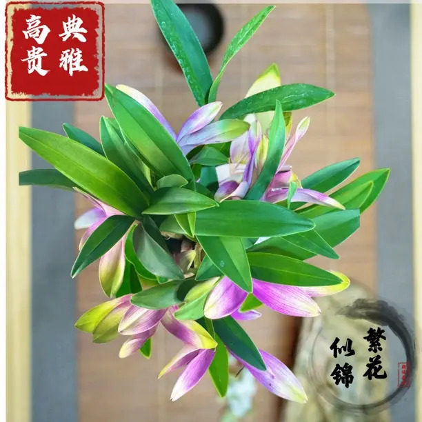 【下单立减50】七彩香水石斛兰精品澳洲石斛浓香型室内外绿植水WZ