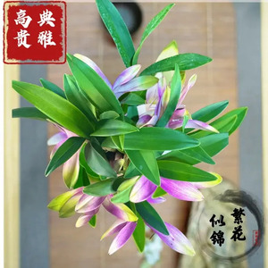 【下单立减50】七彩香水石斛兰精品澳洲石斛浓香型室内外绿植水WZ
