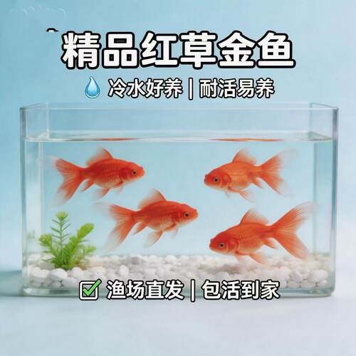 活体草金鱼苗淡水耐活观赏鱼