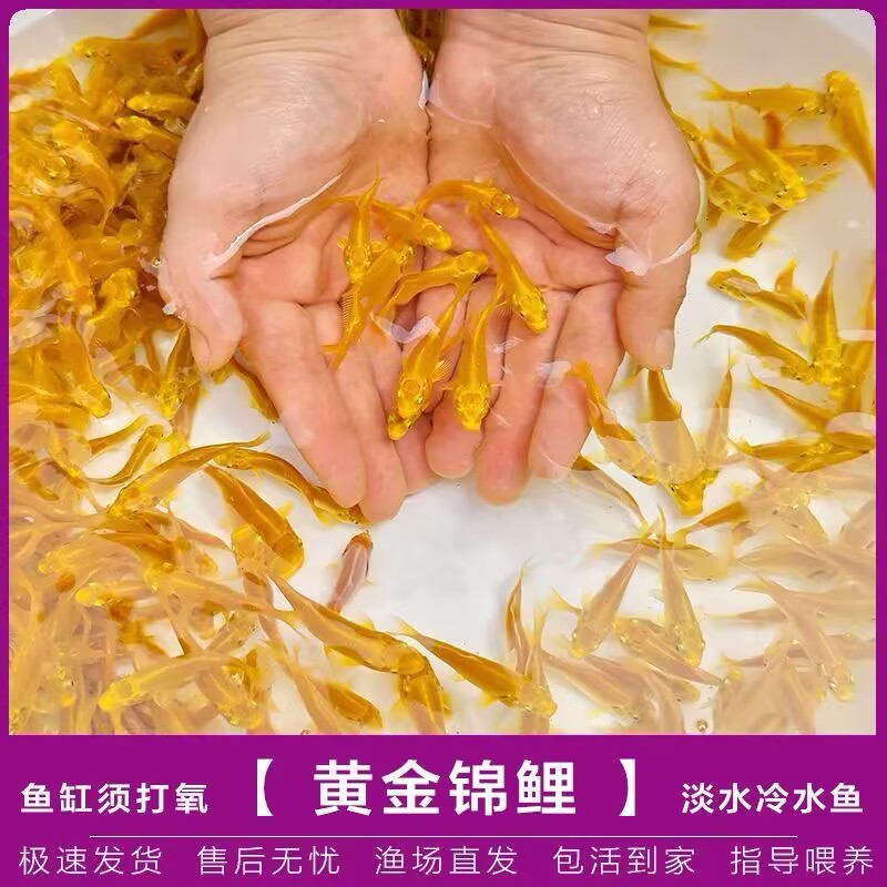 锦鲤金鱼冷水淡水好养观赏鱼