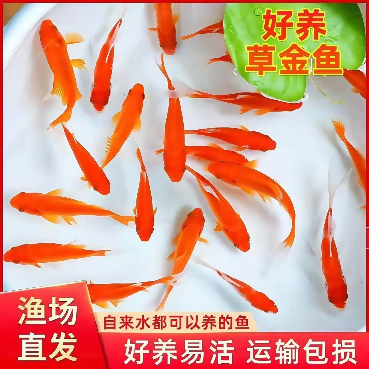红草金鱼苗活体淡水冷水好养