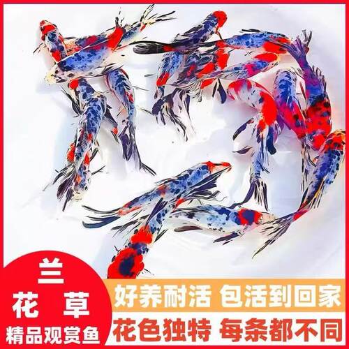 兰花草金鱼冷水好养长尾观赏鱼