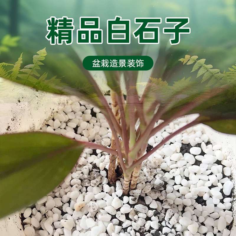 白石子植物花盆铺面石鱼缸水池造景底砂园艺通用白色鹅卵石白砾石