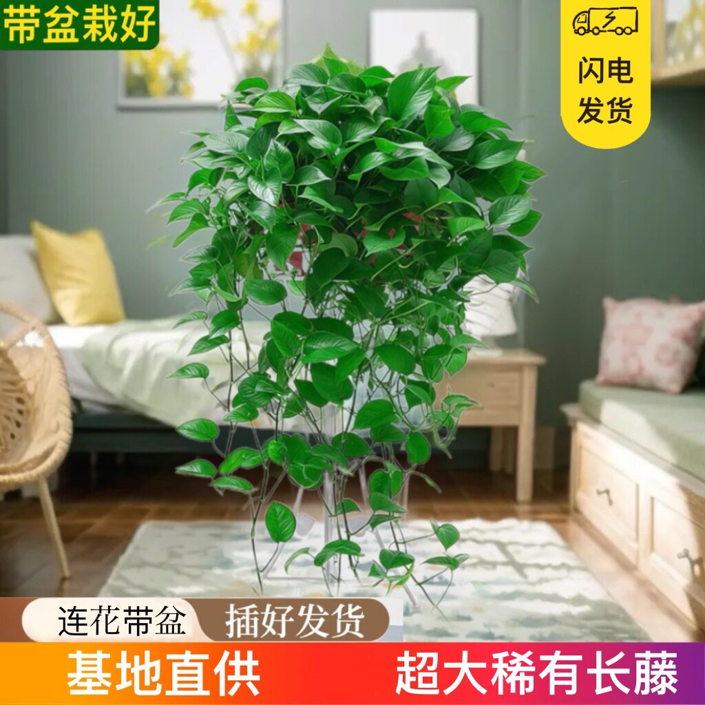绿萝超大盆花卉绿植室内盆栽植物客厅吸甲酫净化绿植植物基地直销