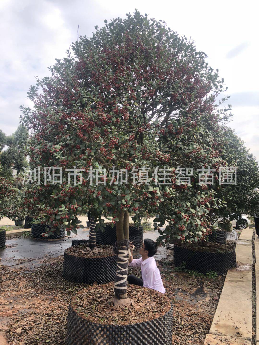 基地供应造型无刺枸骨树无刺构骨桩景造型无刺枸骨批发厂家
