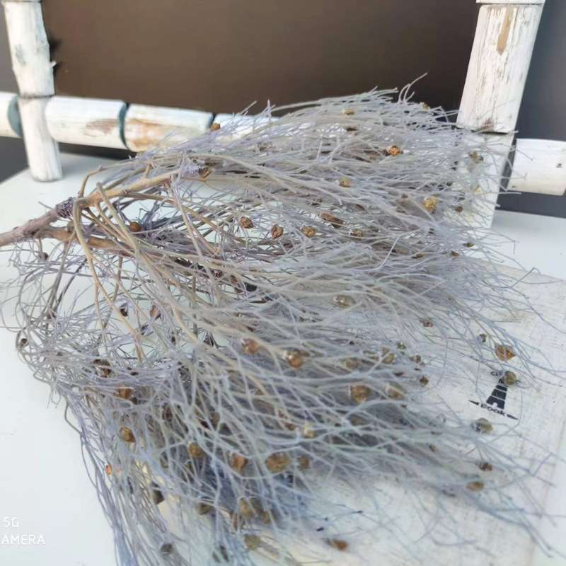 仙气羽毛草梦幻草仙鸟羽保鲜花永生梦幻草干花永生仙草装饰插花