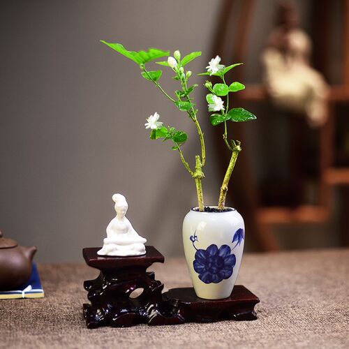 茉莉花苗盆栽室内办公客厅桌面花卉香浓植物好养观赏绿植组合盆景