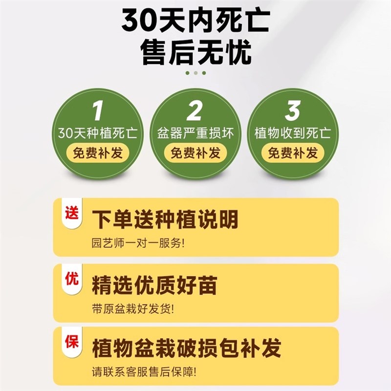龙须树客厅旺宅绿植大型龙血树树苗盆栽室内大号盆景多头龙铁植物