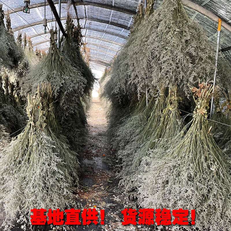 云南情人草基地称斤30kg整箱 家居装饰插花自然干花束鲜花