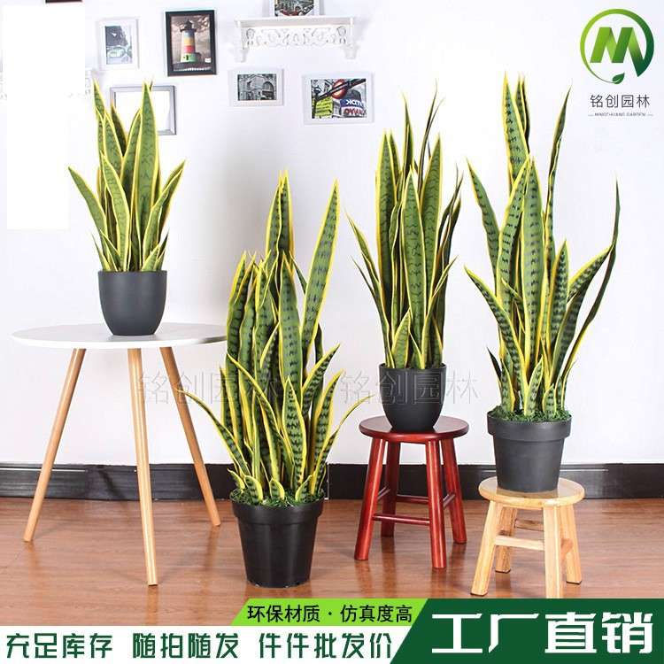 黄边仿真虎皮兰盆栽 装饰摆件仿真外母舌 金边高叶绿植带盆虎皮兰
