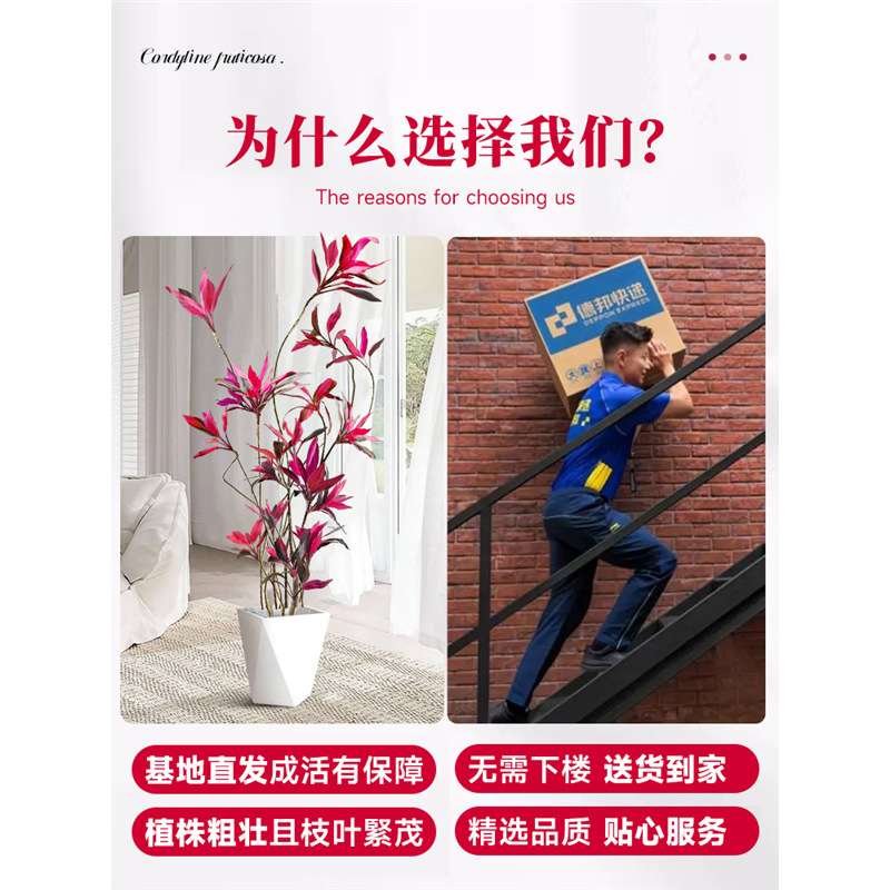 红叶朱蕉盆栽大型绿植办公室内客厅落地式真花吸甲醛旺宅四季常青