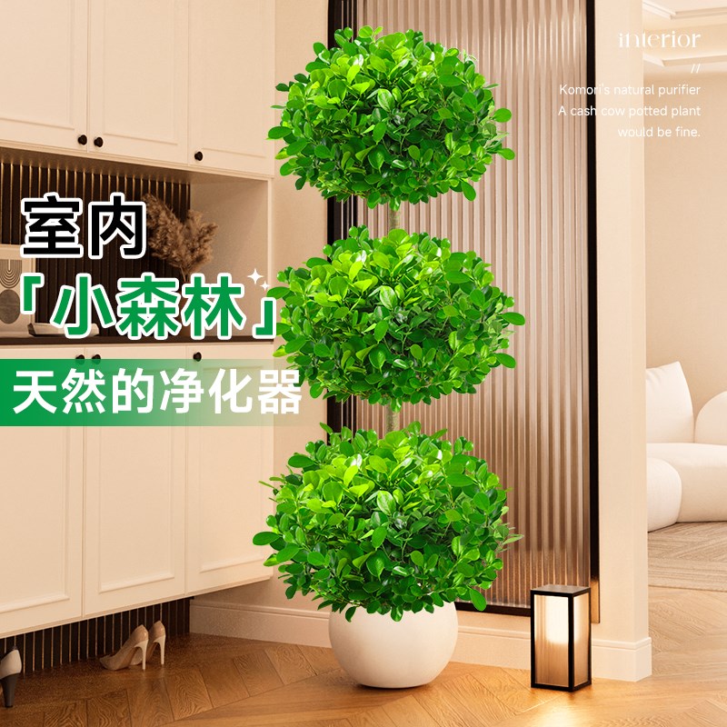 金钱榕盆景大盆栽室内植物招财摇钱树客厅大型榕树办公室造型绿植