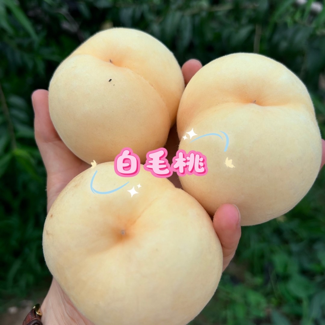 蒙阴白毛桃北八号新鲜水果现摘现发当季白蟠桃油桃白毛桃现摘现发