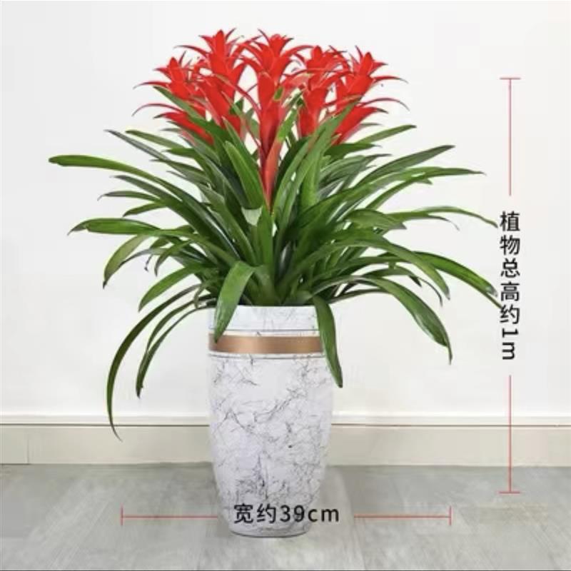 鸿运当头凤梨花盆栽客厅室内植物办公室红星年宵花卉植物深圳直送