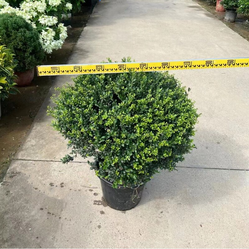 龟甲冬青球四季常青庭院绿化工程苗木球形树花园别墅阳台造景植物