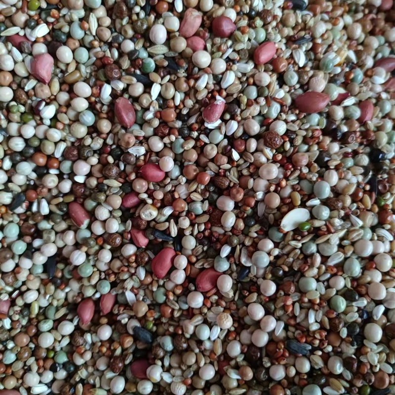 无玉米3A级花生鸽粮鸟食信鸽赛鸽肉食观赏鸽育雏饲料整包40斤包邮