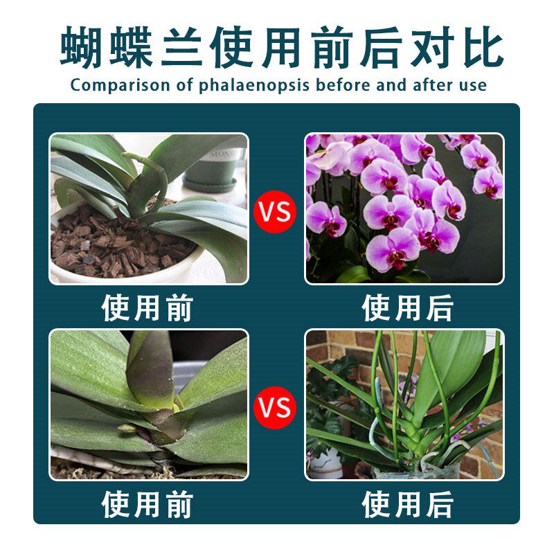 青丛园丁多箭王兰花专用冒箭促箭防夹箭花期长花多艳丽图片
