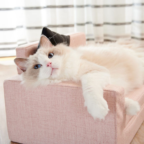 猫咪世界 秋冬季保暖四季通用猫咪沙发床猫床猫窝猫靠枕宠物用品
