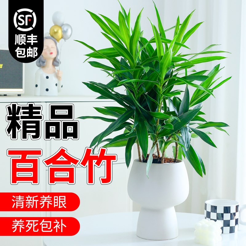 百合竹客厅绿植盆栽富贵竹室内真花桌面四季好养耐阴植物阳台花卉
