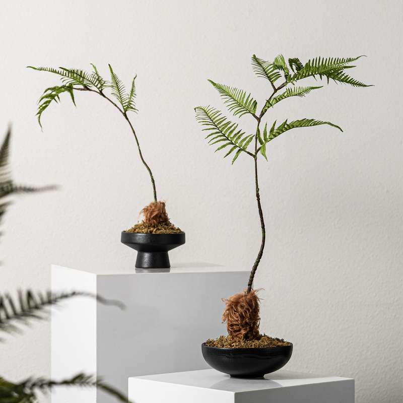 匠十三 新中式仿真文竹植物微景观造景花书房茶艺室案头装饰品