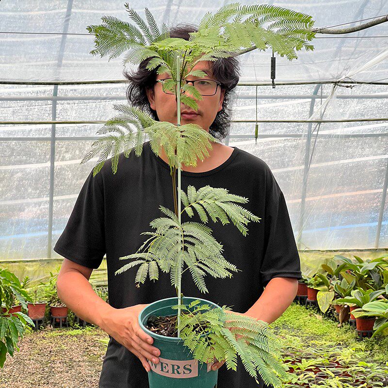 密叶猴耳环网红观叶绿植常绿小乔木室内耐阴耐热含羞小豆树盆栽苗