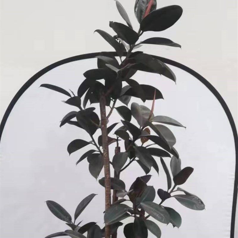 造型橡皮树植物黑金刚室内大型盆栽室内客厅绿植广州供货直发香港