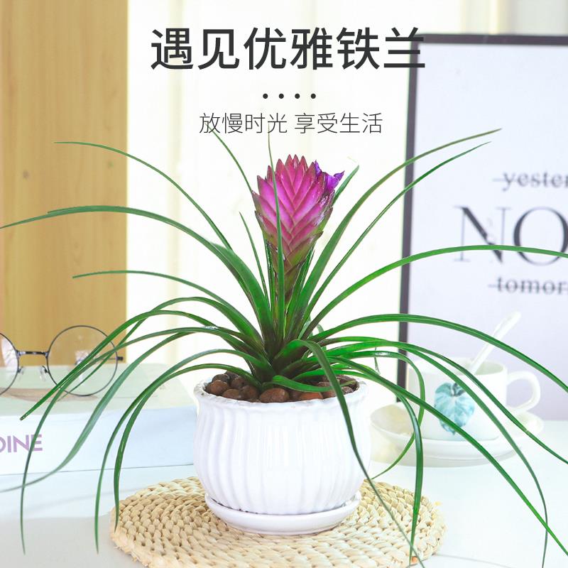 铁兰盆景紫花凤梨盆栽铁扇公主花卉绿植室内净化空气好养客厅好养图片