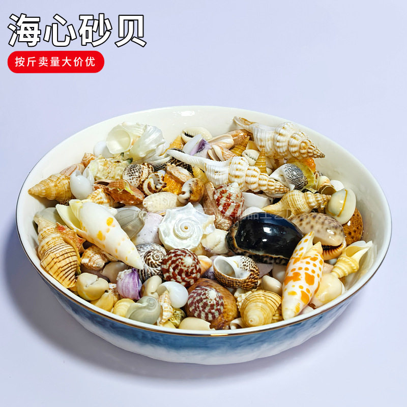 小贝壳小海螺按斤卖海心砂贝粉砂螺贝宝螺榧螺红笔螺塔螺芋螺