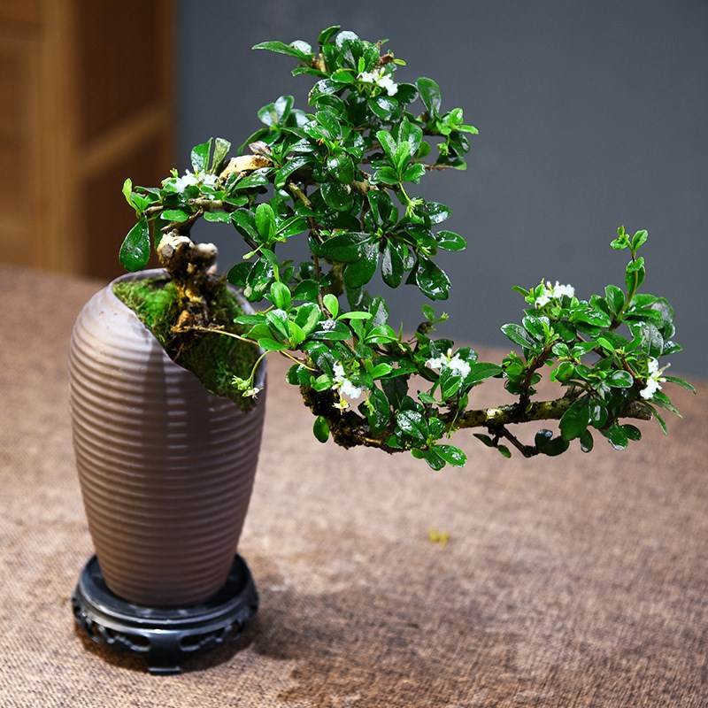 福建茶盆景中式古风植物桌面盆栽观赏悬崖造型室内绿植摆件好养