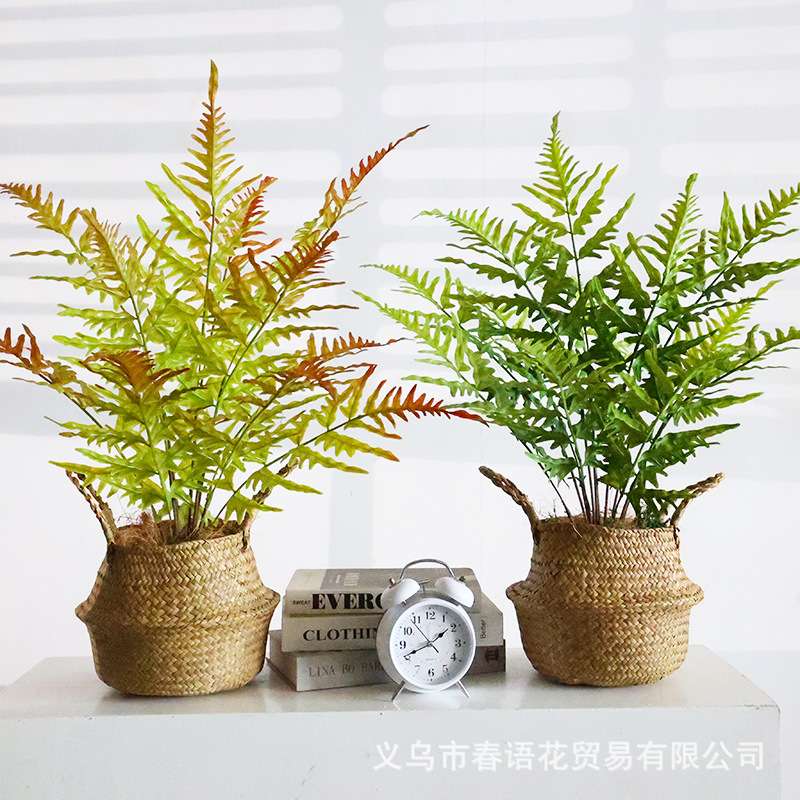 仿真蕨类植物厥叶仿真绿植室内插花布景植物装饰造景塑料微观景