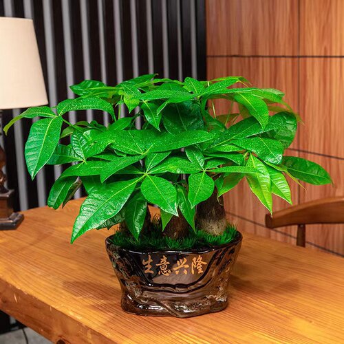深圳发财树盆栽 开业送礼办公室客厅盆栽 吸收甲醛绿植造型盆景