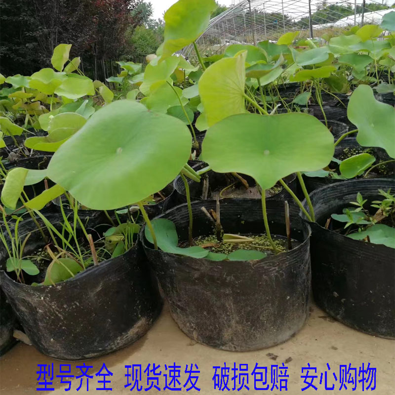 水盆无孔营养钵加厚塑料睡莲盆不漏水荷花盆碗莲盆荷花营养杯无洞图片