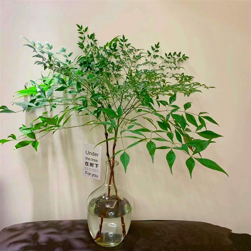 南天竹鲜切枝水培绿植火焰红盆栽花卉室内水养平替吊钟马醉木植物