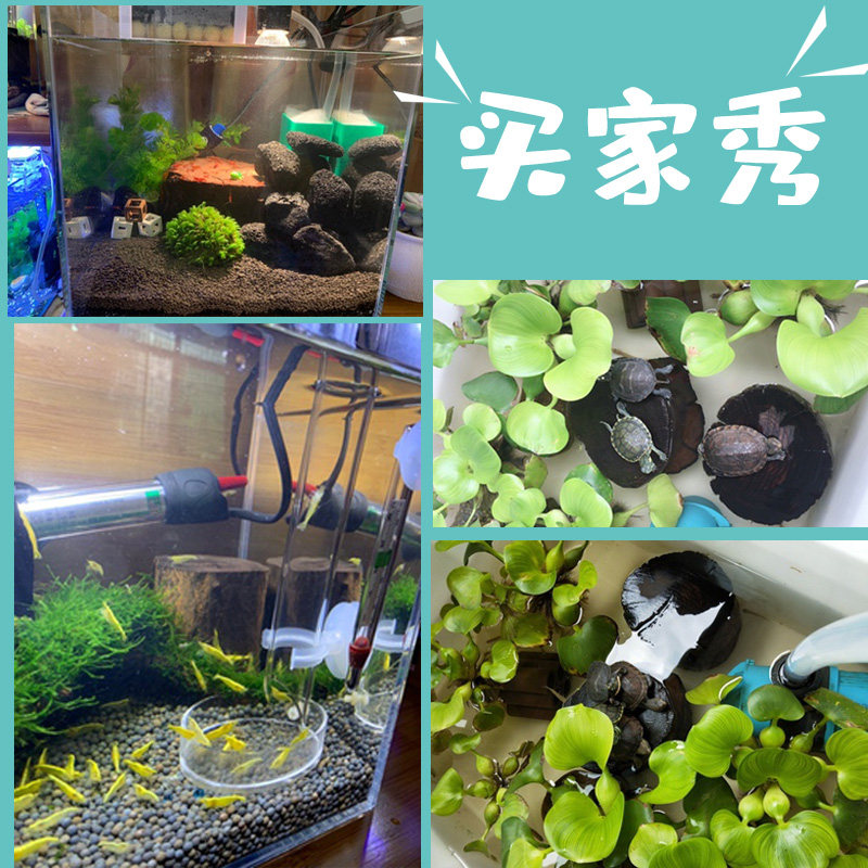 紫柚木树洞沉木龟晒台鱼缸造景树桩免煮木墩天然摆件繁殖躲避木头