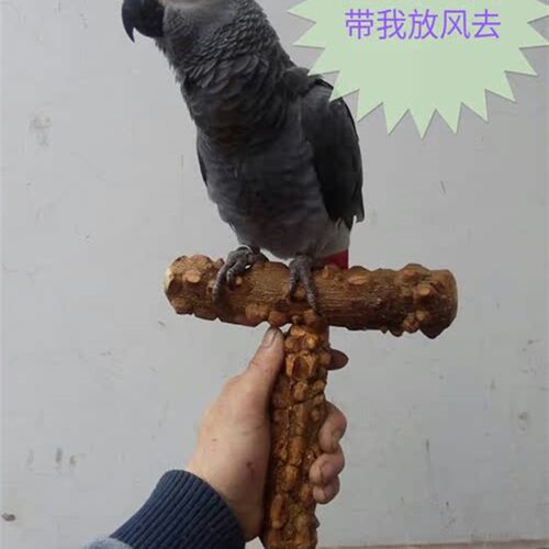 鹦鹉外带架 外出架 便携式鹦鹉站架 T形架  鹦鹉手架