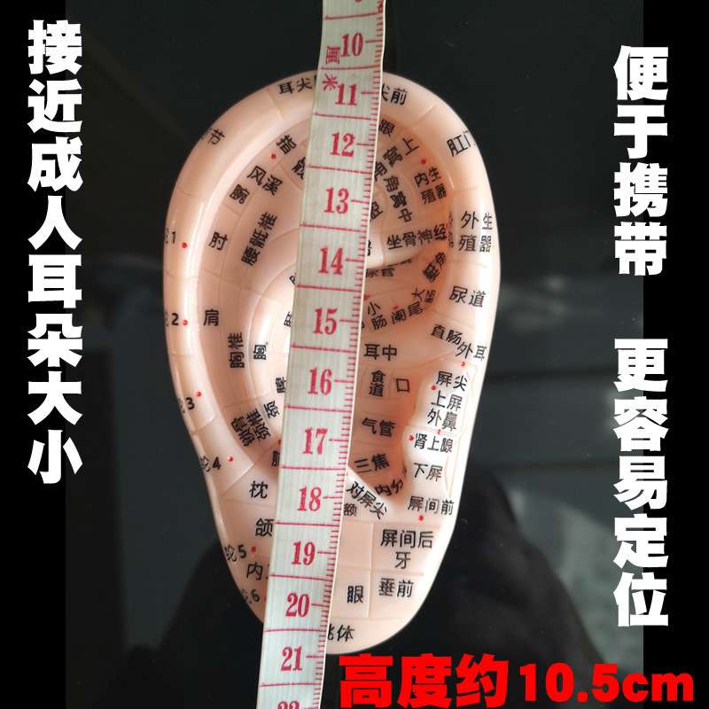 耳贴耳穴贴耳穴压豆贴多穴位按摩耳朵模型反射区耳模具探穴笔行籽