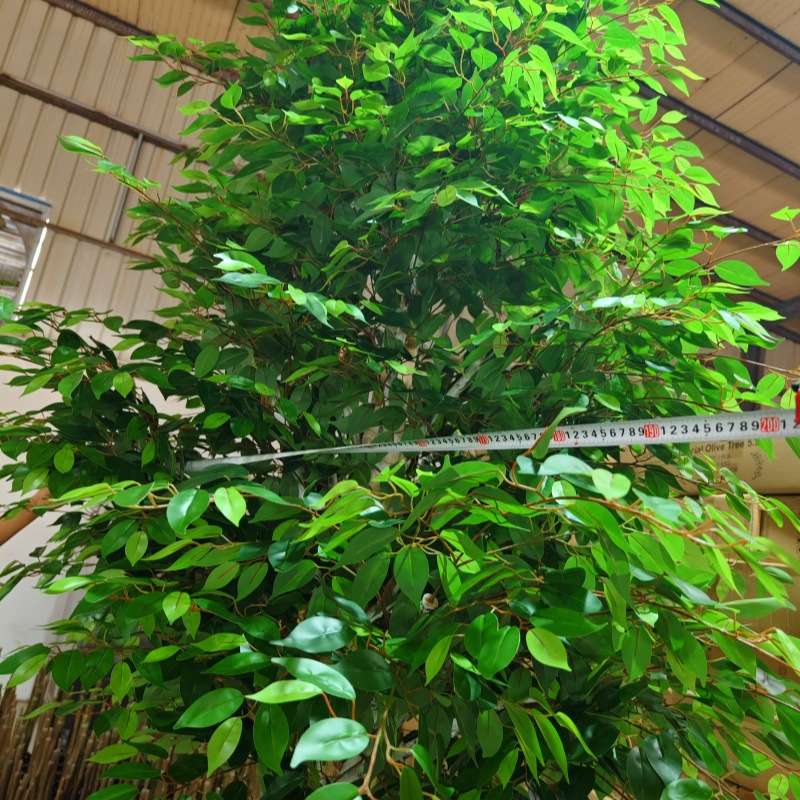 仿真白桦树网红背景树室内造型装饰树园区绿化景观厂家高仿真树叶