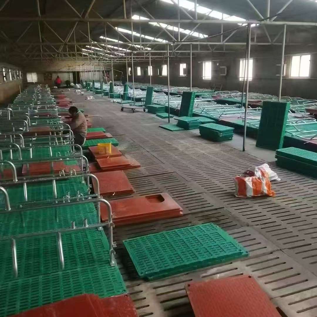 厂家现货母猪复合产床猪用产保两用双体产床母猪分娩栏全复合 仔