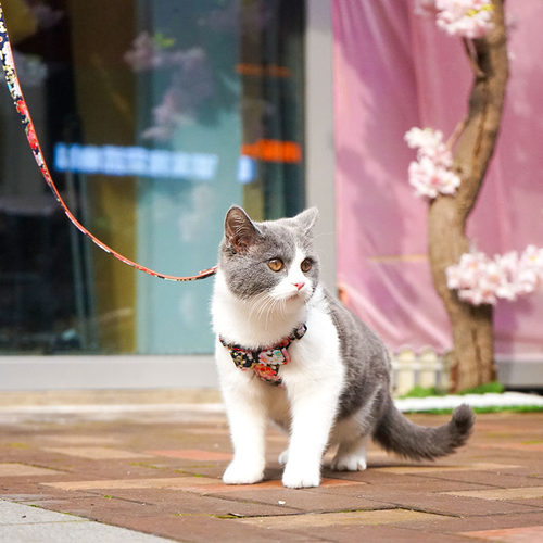 日式猫咪牵引绳防挣脱猫绳子遛猫绳猫专用猫牵引猫外出皮质猫链子